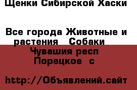 Щенки Сибирской Хаски - Все города Животные и растения » Собаки   . Чувашия респ.,Порецкое. с.